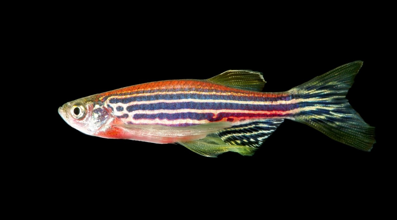 poisson zebre